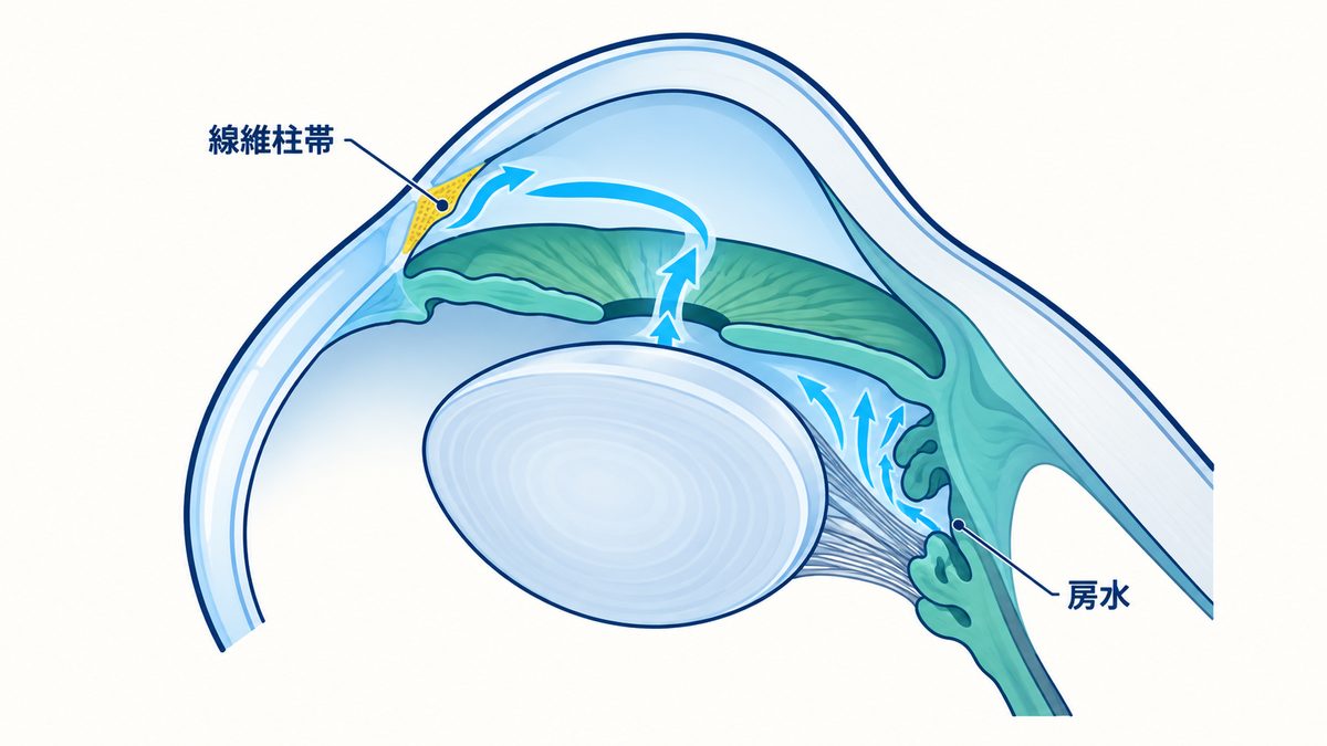 目の断面図で、房水が作られてから線維柱帯を通って目の外へ流れ出る経路を矢印で示した図